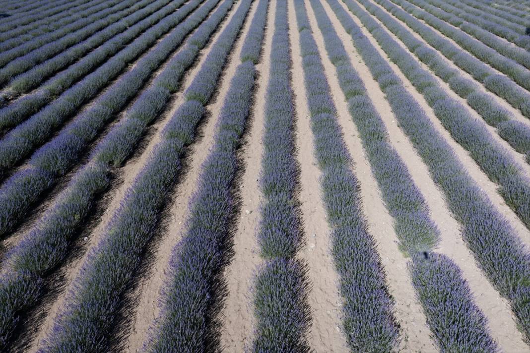 Konya’da lavanta büyüsü! Türkiye’nin en büyüğü dünyadan ziyaretçi ağırlıyor 5
